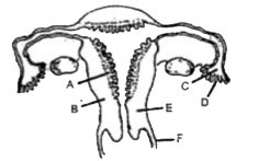 नीचे दी गई आकृति मनुष्य के मादा जनन तन्त्र की काट का चित्रीय निरूपण करती है। इस चित्र में I-VI तक किन्हीं तीन भागों की सही पहचान करने वाला विकल्प है-