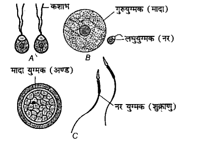 चित्र A, B और C में दर्शाए गए युग्मकों को पहचानिए।