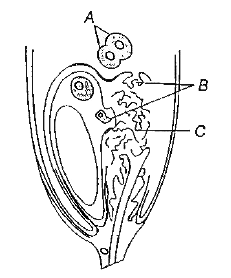 दिए गए अण्ड साधन (egg apparatus) में युग्मक निष्कासन को चित्र में दर्शाया गया है। A, B और C पहचानिए।
