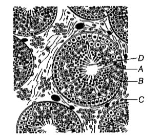 दिया गया चित्र वृषण की अनुप्रस्थ काट से सम्बन्धित है, जो शुक्रजनक नलिकाओं का वर्गीकीय दृश्य दर्शाता है, नामांकित A-D को पहचानिए और सही विकल्प चुनिए।