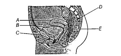 निम्न चित्र मानव के मादा जनन तन्त्र को दर्शाता है। A-E पहचानिए।