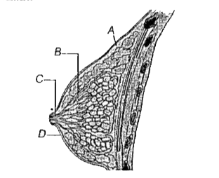 स्तन ग्रन्थि का आरेखीय काट दृश्य दिया गया है। A, B, C तथा D को पहचानिए।