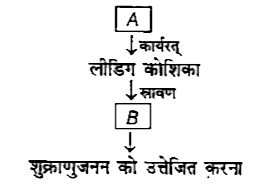 नीचे दिए गए चित्र में दो हार्मोन्स A और B के नाम लिखिए।