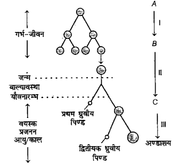 A, B तथा C के गुणसूत्र की संख्या बताइए।