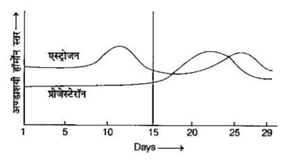 ग्राफ को पढ़िए और गर्भाशय घटनाओं को सहसम्बन्धित कीजिए, जो A-6-15 दिन, B-16-25 दिन,C-26-28 दिन पर हॉर्मोन स्तर के अनुसार स्थान लेती हैं।होती हैं।   (यदि अण्डाणु निषेचित नहीं होता)।