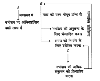 दिए गए चित्र में A, B तथा C हार्मोन का नाम बताइए।