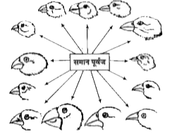 दिए गए आरेख में क्या इंगित किया गया हैं? पहचानिए।      I. प्राकृतिक चयन   II. अनुकूलक प्रसारण   III. पारिस्थितिक वंश-क्रम   IV. उत्परिवर्तन के द्वारा फिन्चों की विभिन्न प्रजातियाँ A. I तथा II

 B. I तथा III

 C. III तथा IV

 D. II तथा IV