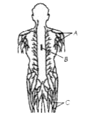 लिम्फनोड्स का आरेखी निरूपण नीचे दिया गया है।      A, B एवं C की पहचान कीजिए।