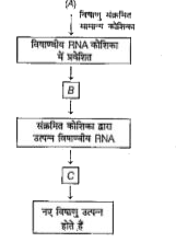 दिए गए रेखाकिंत में एक पोषद् कोशिका मे रिट्रोविषाणु (retro virus) के प्रतिकृतिकरण (replication) को दर्शाया गया है। इसका ध्यान पूर्वक अवलोकन कीजिए एव रिक्त स्थान A, B एवं C को भरिए।