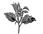 कौन-से विशेष प्रकार का ड्रग उस पौधे से प्राप्त किया जाता है, जिसकी एक पुष्पन (flowering) शाखा, नीचे चित्र में दर्शायी गई है?