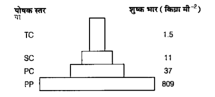 नीचे एक पारिस्थितिकी पिरामिड दिया गया है      यह प्रकार प्रदर्शित करता है