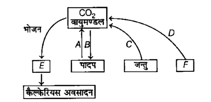 निम्न कार्बन चक्र के प्रारूप में A, B, C, D, E एवं F की पहचान कीजिए।