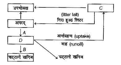 नीचे स्थलीय पारितन्त्र में फॉस्फोरस चक्र का सरलीकृत प्रारूप दिया गया है, यहाँ A, B.C एवं D की पहचान कीजिए।   <img src=