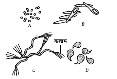 आकार के आधार पर जीवाणुओं को चार श्रेणियों में बाँटा गया है। दी गई आकृति की सहायता से A,B,C और D को पहचानिए।