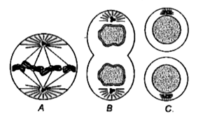 दिए गए चित्रों को ध्यान  से देखिए और समसूत्री  विभाजन  को विभिन्न  अवस्थाओं  (A-C)  दिए गए चित्रों को ध्यान  से देखिए और समसूत्री  विभाजन  को विभिन्न  अवस्थाओं  को पहचानिए  व् सही  विकल्प  चुनिए     a. A- मध्यावस्था , B अंत्यावस्था C- अन्तरावस्था

 b. A- अंत्यावस्था , B- मध्यावस्था ,C- पूर्वास्था

 c. A - पश्चवास्था ,B - अंत्यावस्था , C- अन्तरावस्था

 d. A- अंत्यावस्था ,B - पश्चवास्था , C-  पूर्वास्था