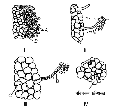 दिए गए मूल ग्रन्थिका के विकास के चित्र में A से D की सही पहचान कीजिए और इसके अनुसार सही विकल्प का चयन कीजिए।