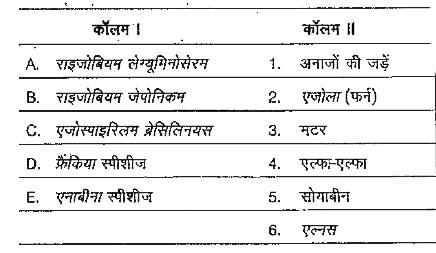 निम्न कॉलामो का मिलान कीजिए