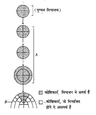 दिए गए चित्र में, युग्मनज के विकास के चरणों में (a) तथा (b) के विकास के प्रकार को पहचानिए।