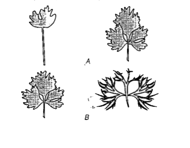 दिए गए चित्रों A और B में निर्विषी और बटरंकप की पत्तियों का आकार दिखाया गया है, सही विकल्प चुनिए।