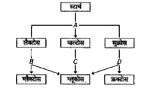 निम्न चित्र मानव की आहारनाल पाचन के समय में कार्बोहाइड्रेट के भविष्य A, B, C तथा D चरणों पर कार्यरत एन्जाइम का नाम बताइये तथा सही विकल्प का चयन कीजिए।