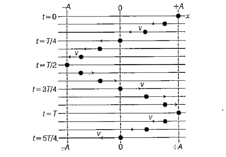 नीचे दिए गए चित्र में, मूलंबिन्दु के सापेक्ष विभिन्न क्षणों पर कण की +A व -A के मध्य गति दर्शाई गई है। कण इस प्रकार गति करता है कि x = 0 पर इसका वेग अधिकतम व x = pm A पर इसका वेग न्यूनतम है।      कितने समय पश्चात् कण पुनः अपनी प्रारम्भिक अवस्था +A पर पहुँच जाएगा?