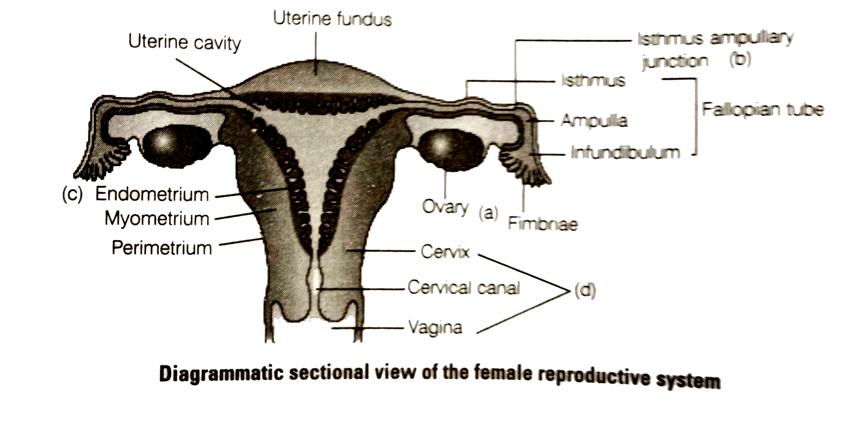 Female Parts Diagram / Diagram Of Female Parts Diagram Of Female Parts