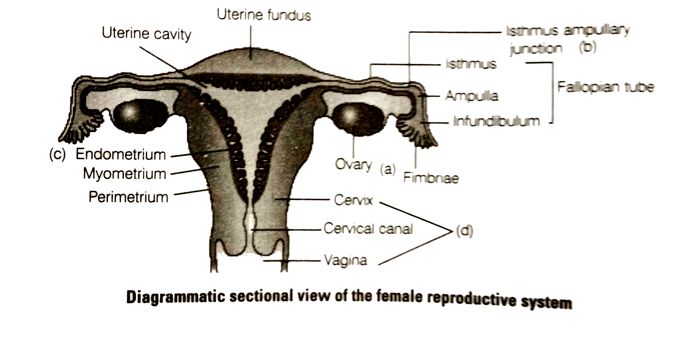 Draw A Neat Diagram Of The Female Reproductive Systen And Label The Pa 3192