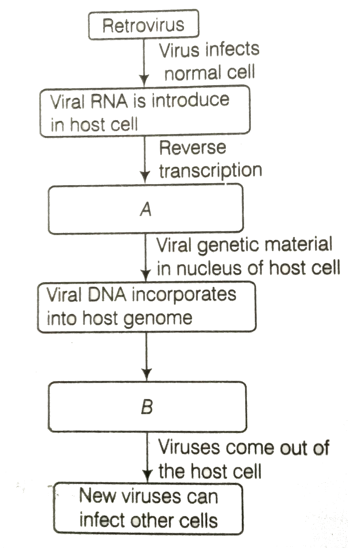 In the given flow diagram, the replication of retro virus in a  host is shown. Observe and answer the following questions.   (a) Fill in (A) and (B)