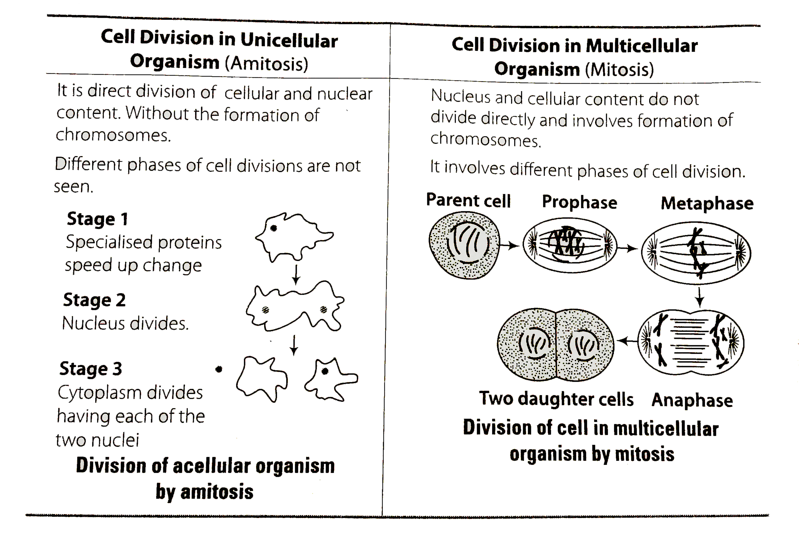 unicellular-and-multicellular-cell-division-cell-division