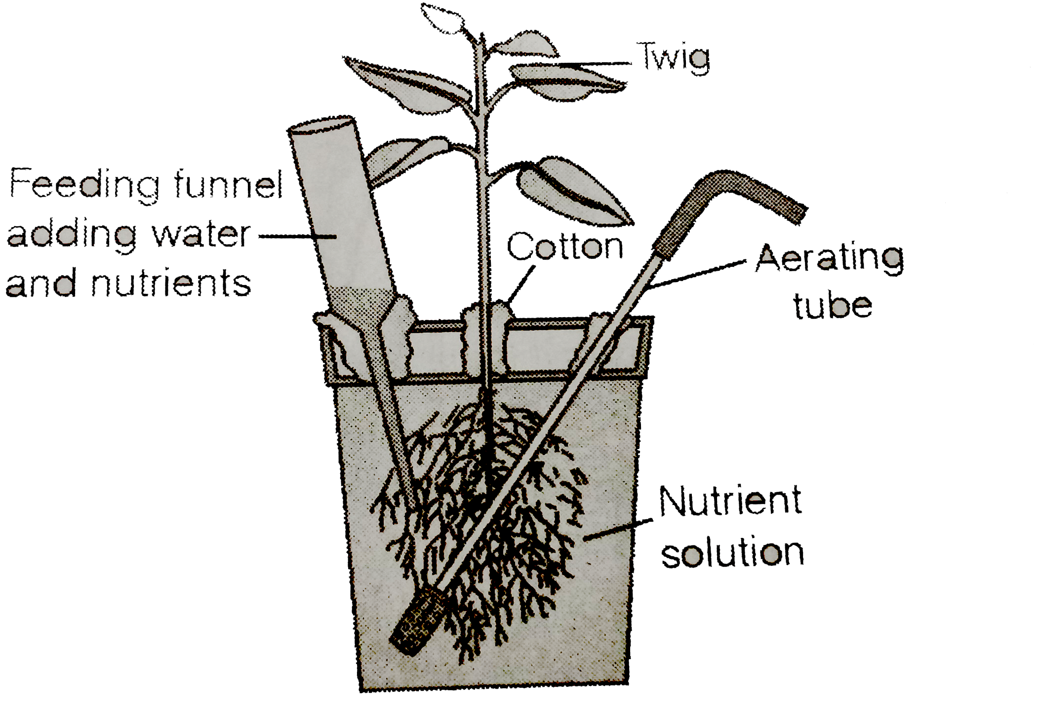 Carefully  observed  the following figure      (a) Name the technique shown  in the figure and the scientist who demonstrated this technique for the first time.   (b) Name atleast three plants for which this technique can be employed for their commercial production.   (c) What is the significance of aerating tube  and feeding funnel in this setup ?