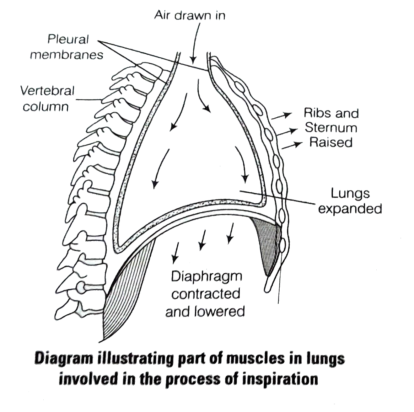 ocr_image