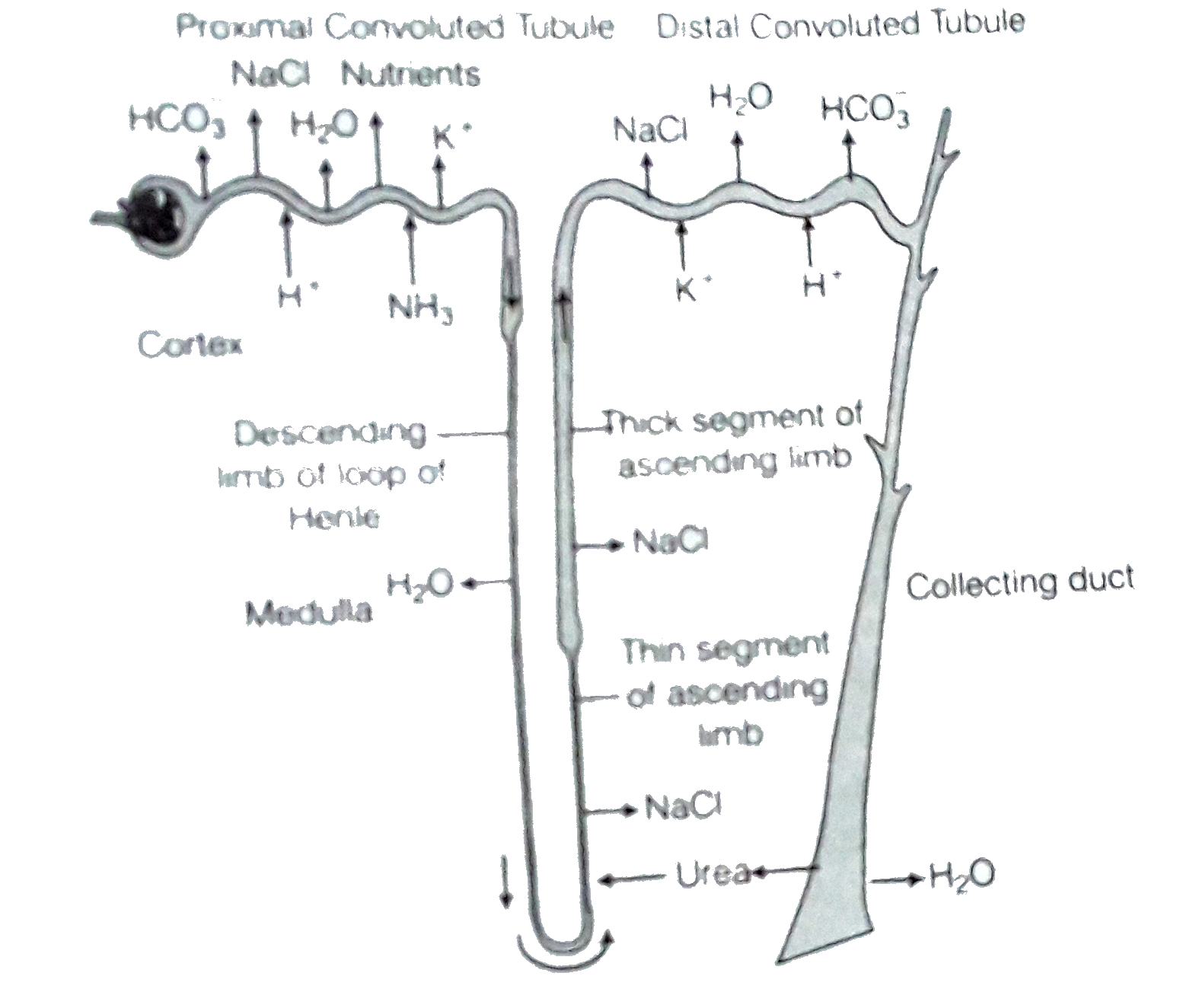 nephron reabsorption diagram