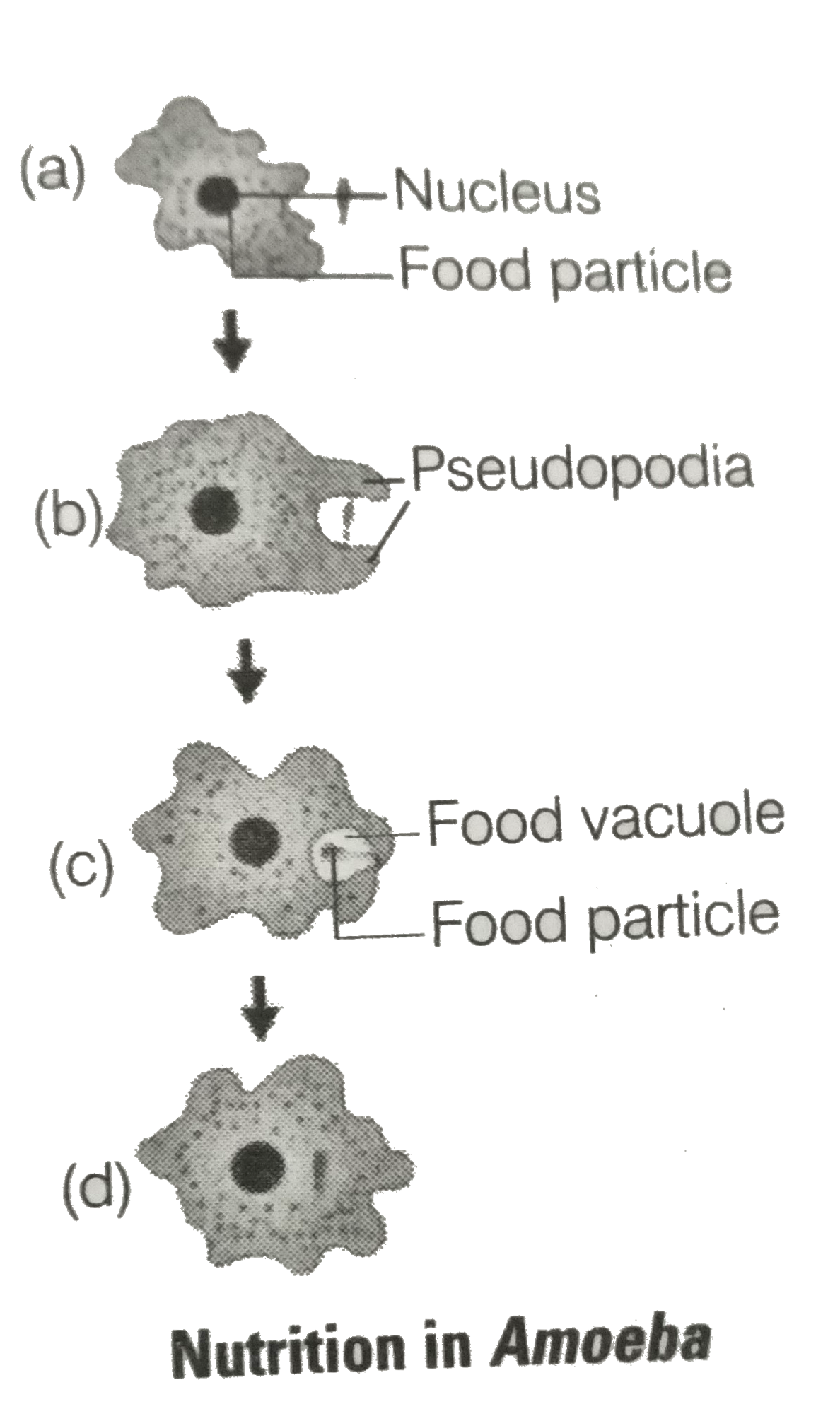 How Food Is Digested In Amoeba At Ted Hayes Blog