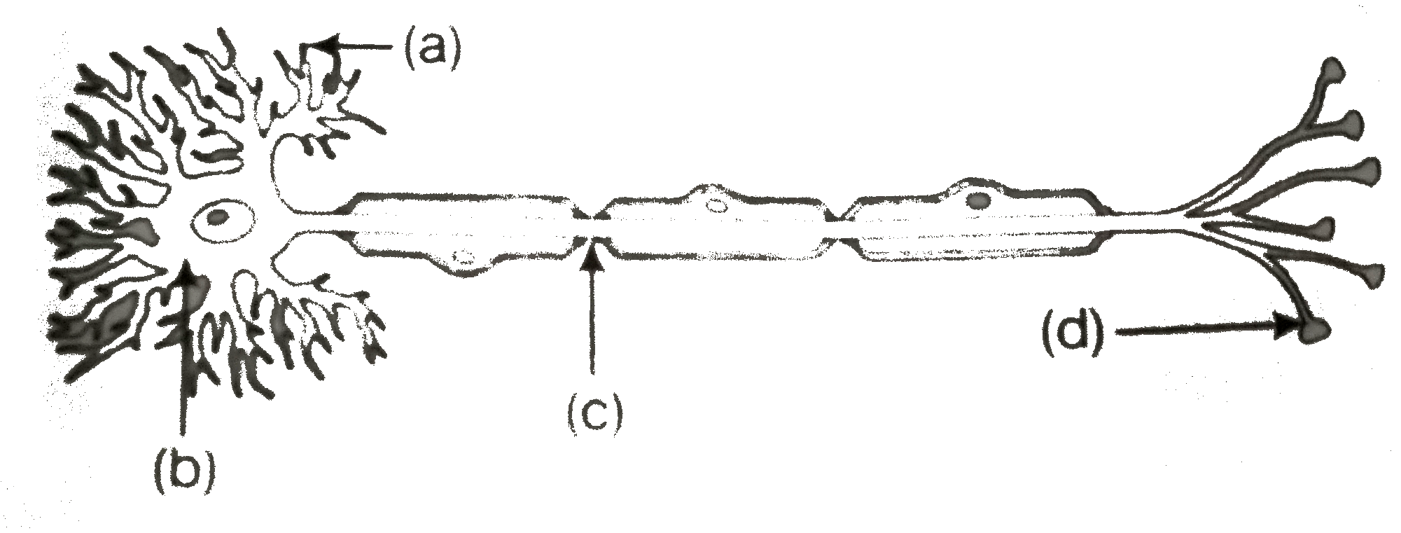 Label the part of a neuron in Figure below