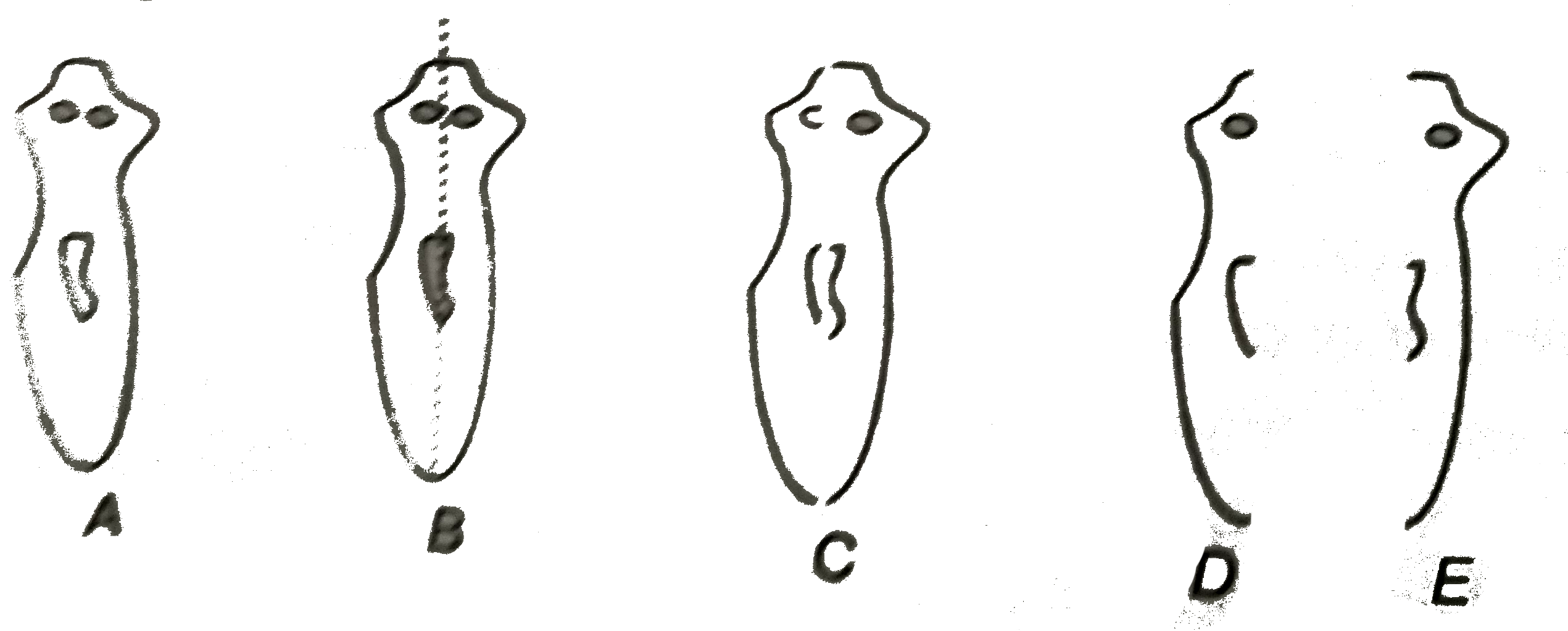 Would a Planaria cut vertically into two halves regenerate into two individuals? Complete the given figure D and E by indicating the regenerated regions.