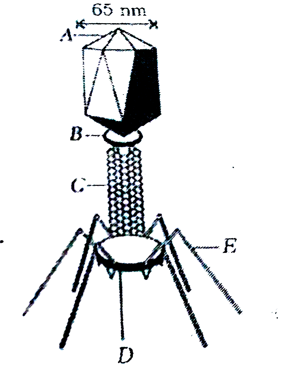 Mark the correct labelling in the T(4)-bacteriophage  from top to the bottom .