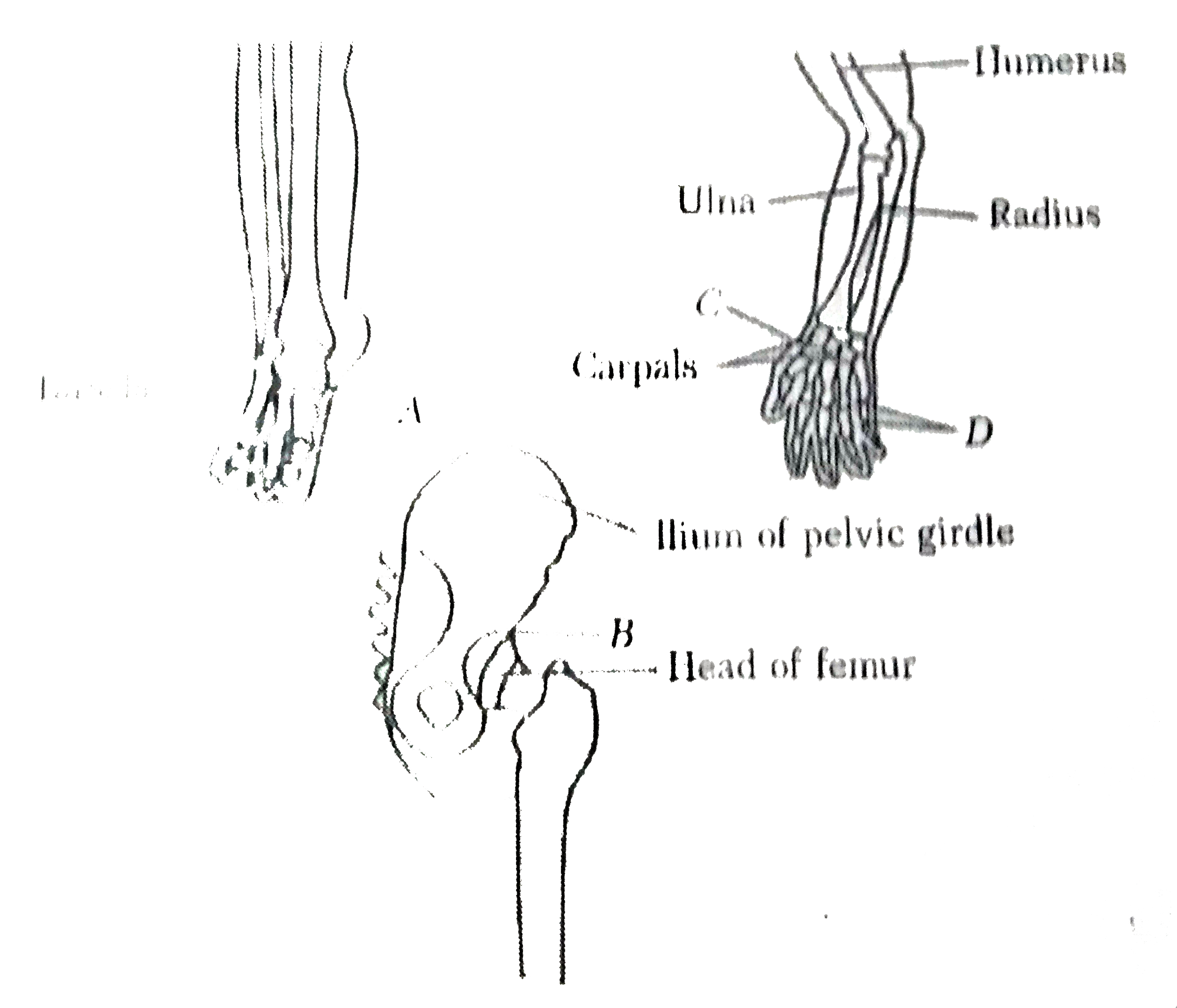 Identify the types of joints in given figures A, B, C and D.       Choose the correct option.