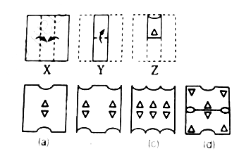 In each of the following questions, a set of three figures (X), (Y ) and (Z) have been given , showing a sequence in which a paper is folded and finally cut at a particular section . Below these figures a set of answer figures marked (a),(b),(c) and (d) showing the design which the paper actually acquires when it is unfolded are also given. You have to select the answer figure  which is closest to the unfolded piece of paper