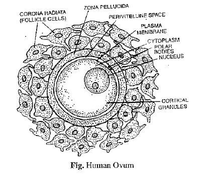 Draw A Well Labelled Diagram Of Structure Of Human Ovum Draw A Well Labelled Diagram Of Structure Of Human Ovum