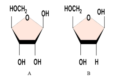 Carefully examine structures A and B of pentose sugar given below. Which one of the two is more reactive ? Give reason