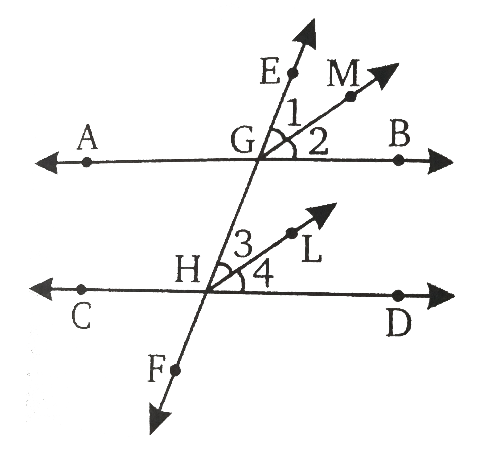चित्र में, दो समान्तर रेखाओं AB और CD की एक तिर्यक EF है | GM और HL क्रमश : संगत कोण angleEGB और angleEHD के समअर्द्धक है | सिद्ध कीजिए कि