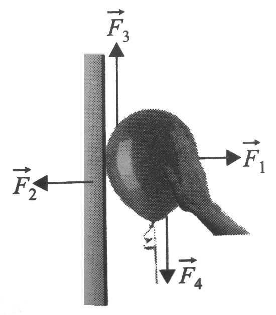 In the figure shown, a balloon is pressed against a wall. It is in equilibrium and maximum compressed state.   vecF= force of balloon on hand of man, vecF2= force of balloon on wall,vecF3= friction,vecF4= weight of balloon. Which of the following statements are correct: