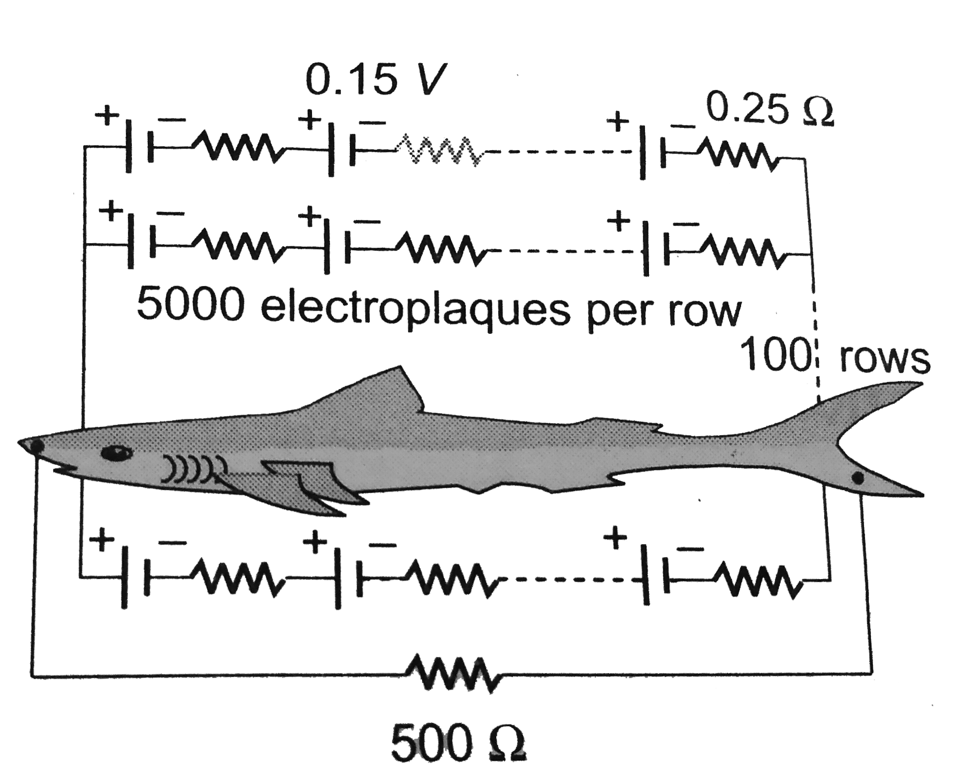 Eels are able to generate current with biological cells called electroplaques. The electroplaques in an eel are arranged in 100 rows, each row stretching horizontally along the body of the fish containing 5000 electroplaques. The arrangment is suggestively shown below. Each electroplaques has an emf of 0.15 V and internal resistance of 0.25 Omega   The water surrounding theeel completes a cricuit be ween the head and its tail. If the water surrounding it has a resistance of 500 Omega, the current an eel can produce in water is about