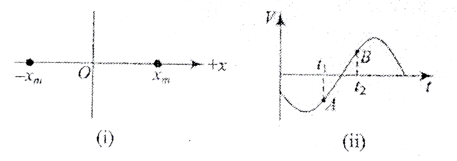 A particle is executing SHM between points-X(m)andX(m), as shown in figure(i). The velocity V(t) of the particle is partially graphed and shown in figure (ii). Two points A and B corresponding to time t(1) and time t(2) respectively are marked on the V(t) curve.