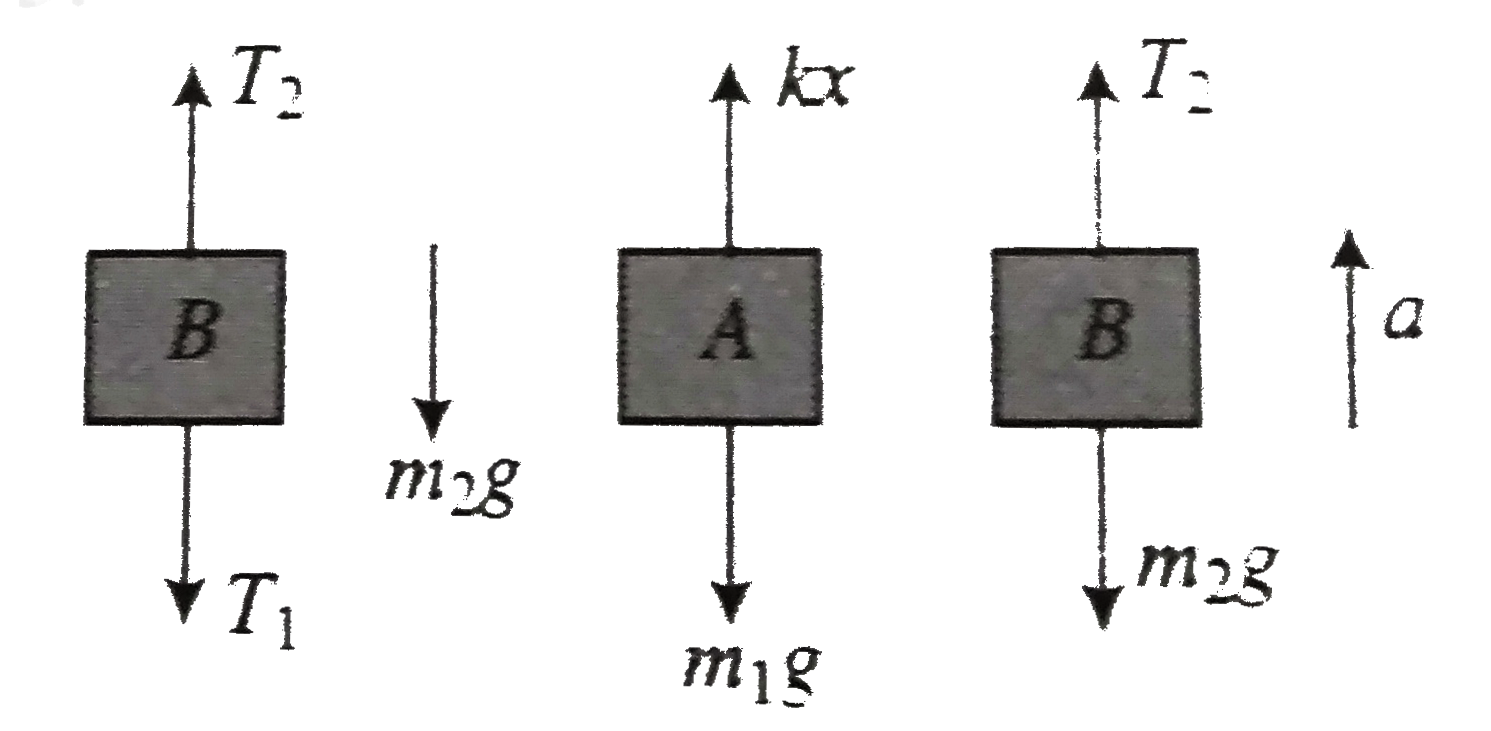 In the system shown in fig. m(1) gt m(2) . The system is held at rest by thread BC. Now thread BC is burnt. Answer the following:      Just after burning the thread, what is the tension in the spring?