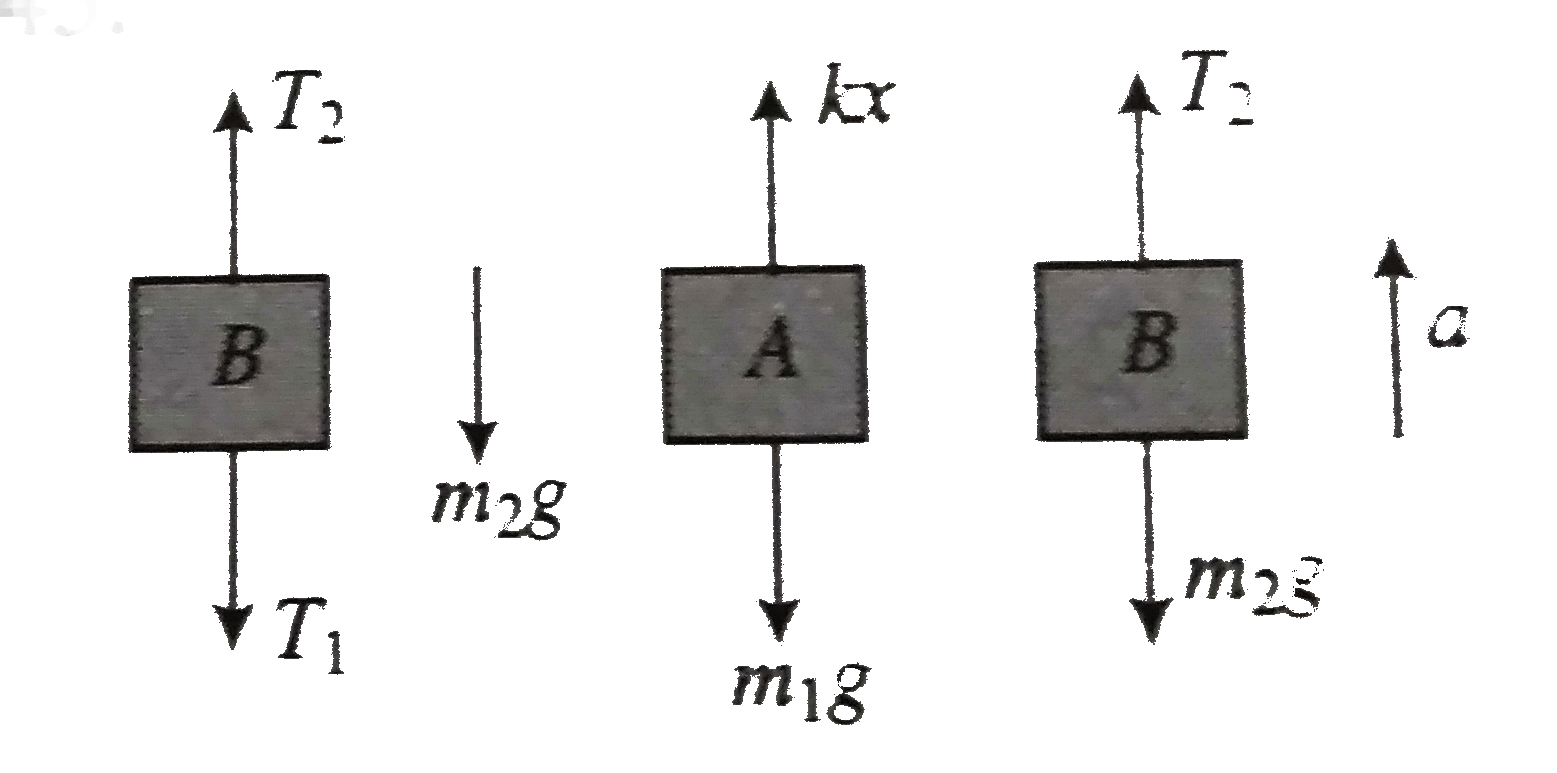 In the system shown in fig. m(1) gt m(2) . The system is held at rest by thread BC. Now thread BC is burnt. Answer the following:      Just after burning the thread, what is the acceleration of m(2)?