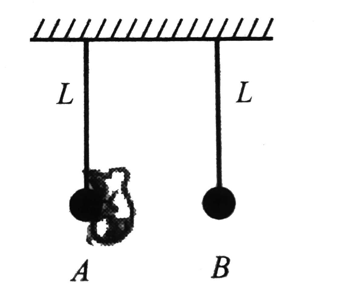 An insect jumps from ball A onto ball B, which are suspended from inextensible light strings each of length L=8cm. The mass of each ball and insect is same. What should be the minimum relative velocity (in ms^-1) of jump of insect w.r.t. ball A, if both the balls manage to complete the full circle?