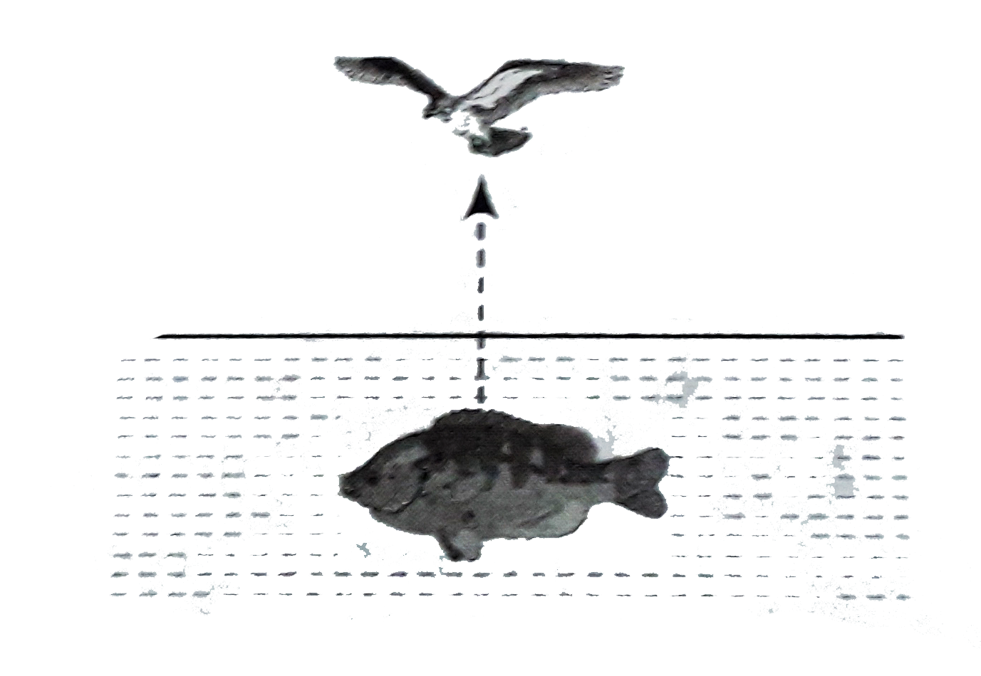 A fish is vertically below a flying bird moving vertically down toward water surface. The bird will appear to the fish to be