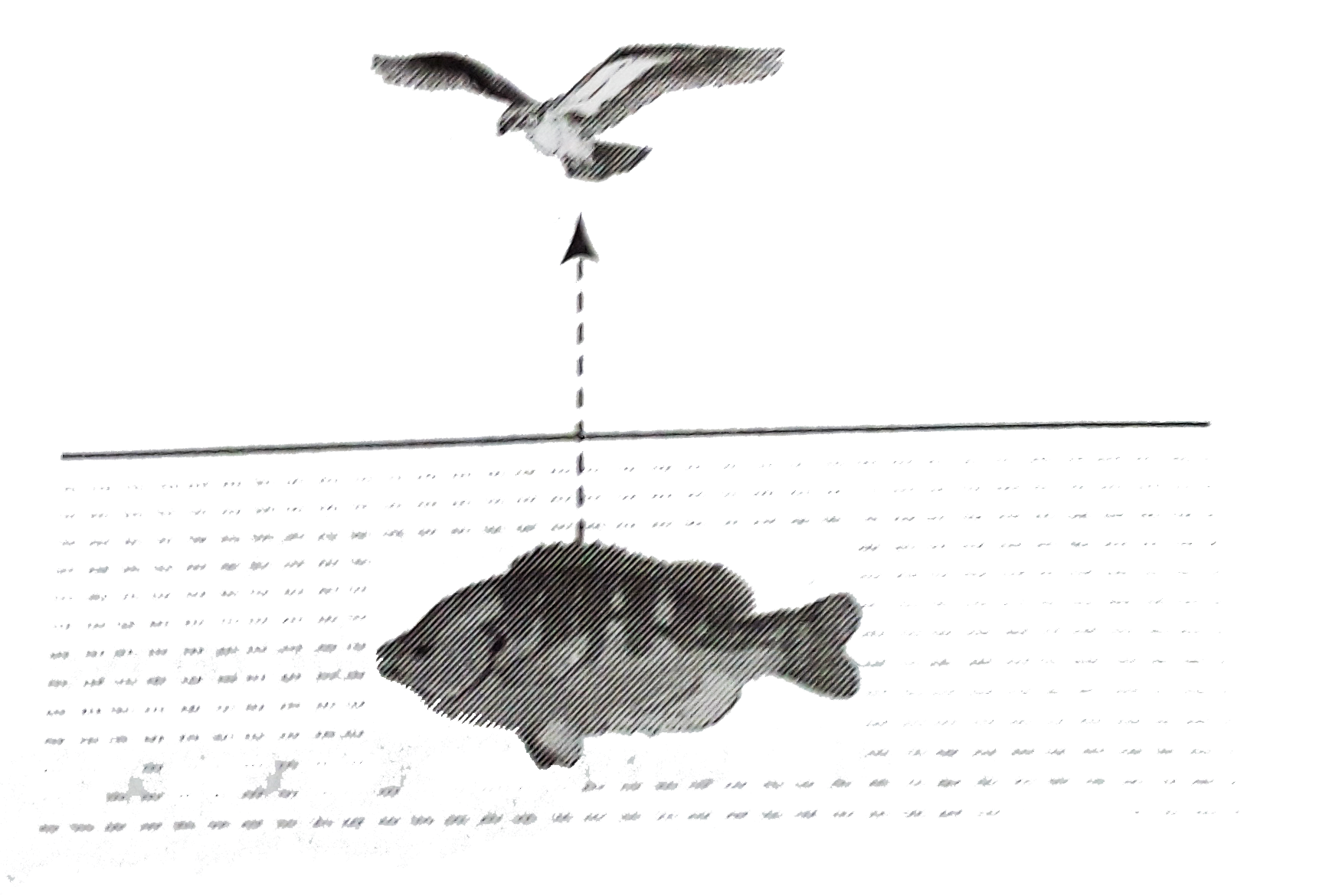 A fish rising up vertically toward the  surface of water with speed 3ms^(-1) observes a bird diving down vertically towards it with speed 9ms^(-1) . The actual velocity of bird is