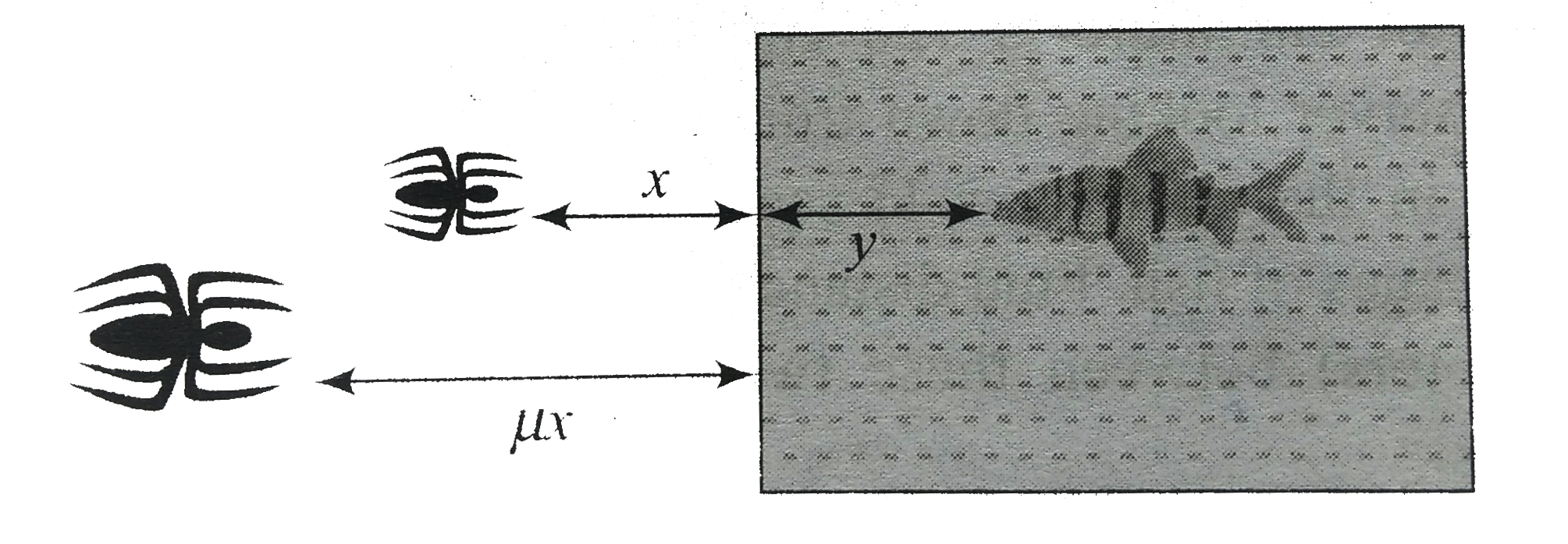 A fish in an aquarium approaches the left wall at a rate of 3ms^(-1) observes a fly approaching it at 8ms^(-1). If the refractive index of water is (4//3), find the actual velocity of the fly.